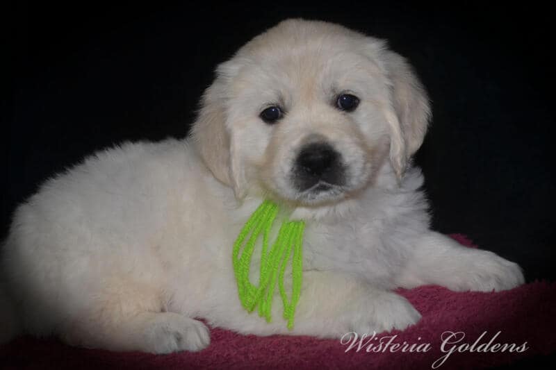 Summer litter born 12-19-2024 English Cream Golden Retriever Puppies Wisteria Goldens raised part of our family until part of yours