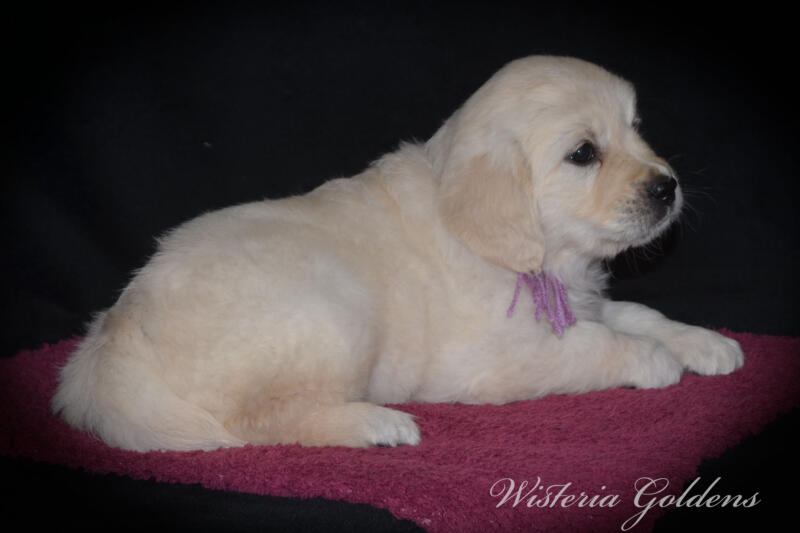 six weeks 