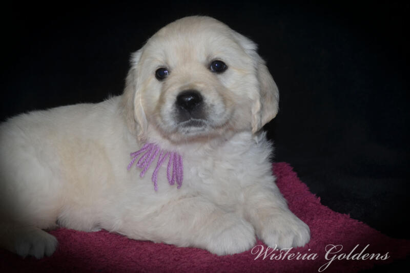 Summer litter born 12-19-2024 English Cream Golden Retriever Puppies Wisteria Goldens raised part of our family until part of yours
