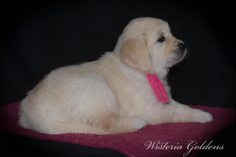 six weeks