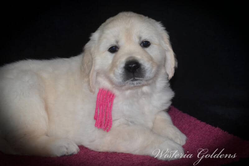 Summer litter born 12-19-2024 English Cream Golden Retriever Puppies Wisteria Goldens raised part of our family until part of yours