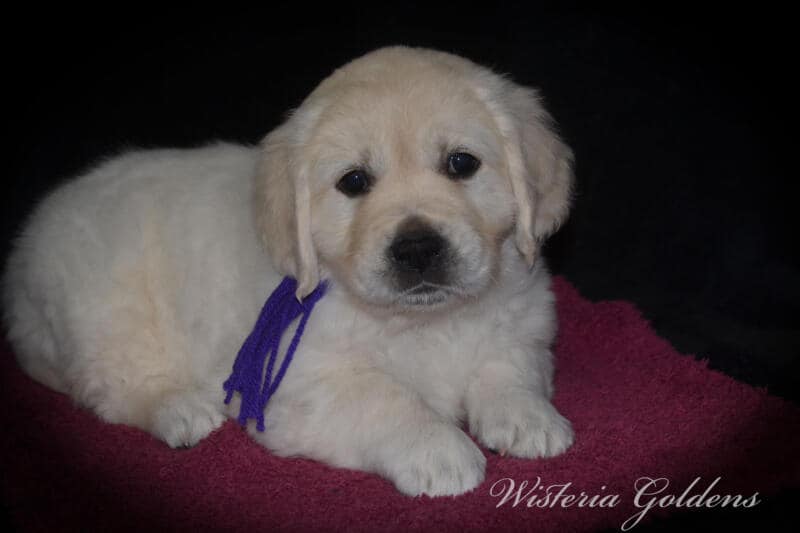 Summer litter born 12-19-2024 English Cream Golden Retriever Puppies Wisteria Goldens raised part of our family until part of yours