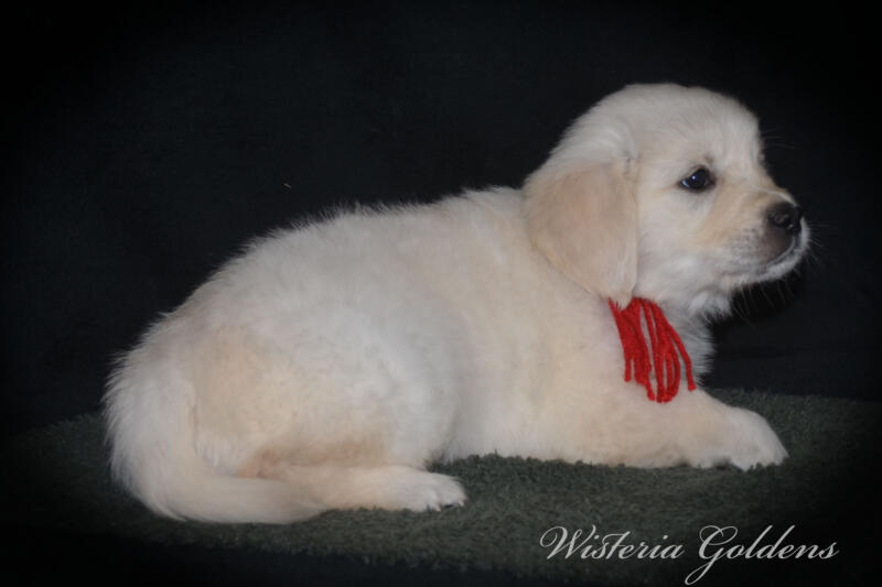 six weeks