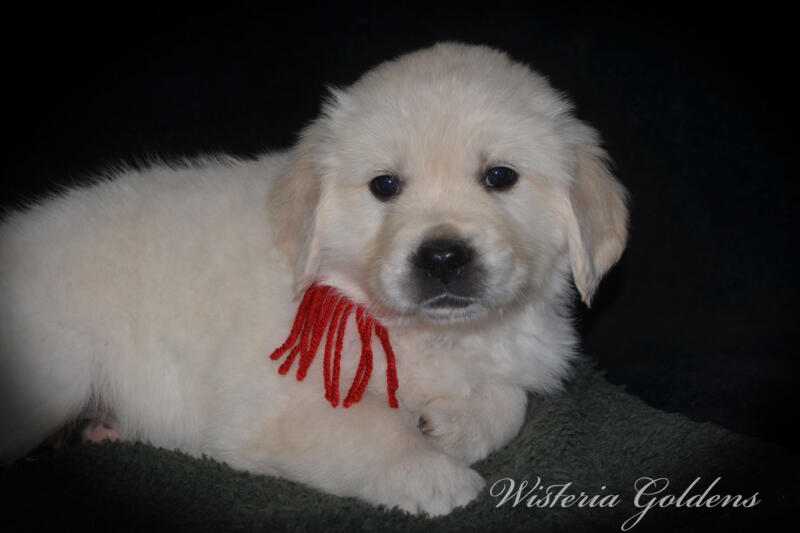 Summer litter born 12-19-2024 English Cream Golden Retriever Puppies Wisteria Goldens raised part of our family until part of yours