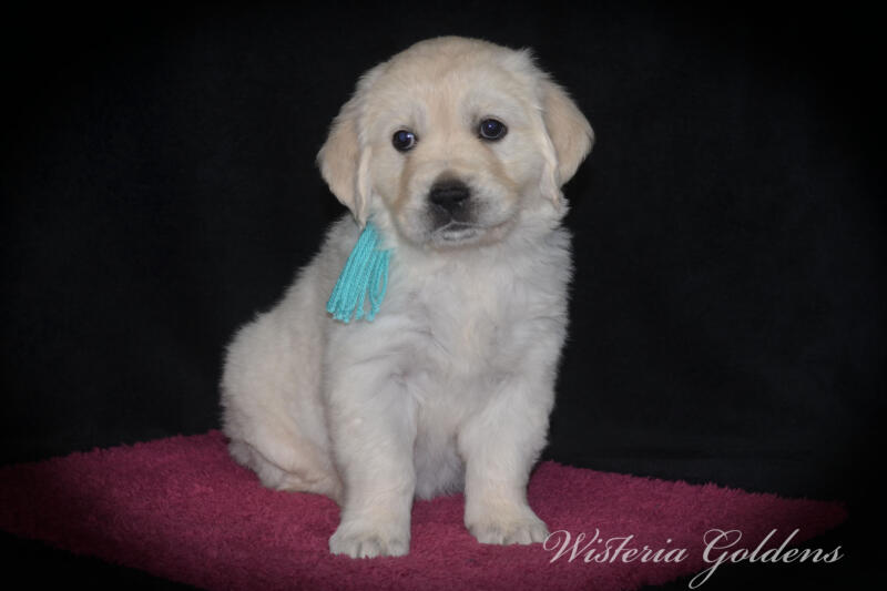 teal girl