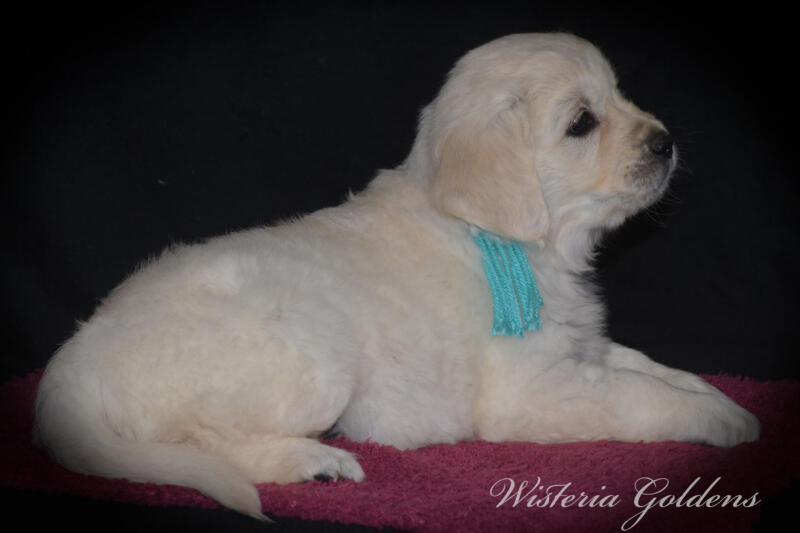 six weeks