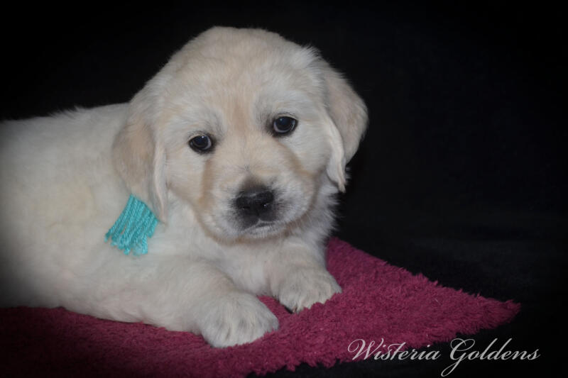 Summer litter born 12-19-2024 English Cream Golden Retriever Puppies Wisteria Goldens raised part of our family until part of yours
