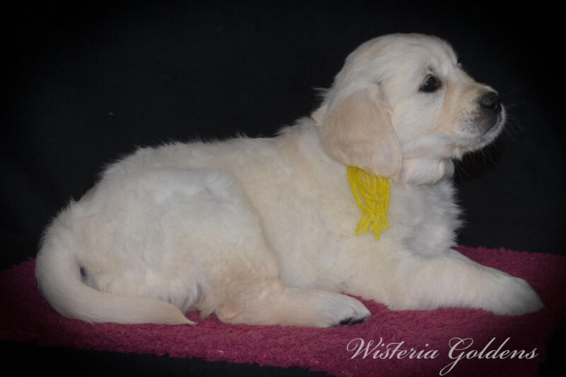 six weeks