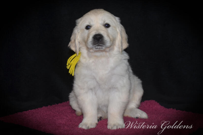 yellow girl