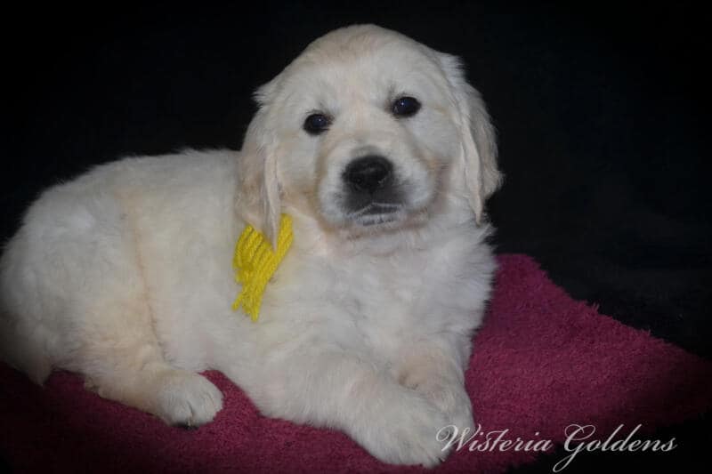 Summer litter born 12-19-2024 English Cream Golden Retriever Puppies Wisteria Goldens raised part of our family until part of yours