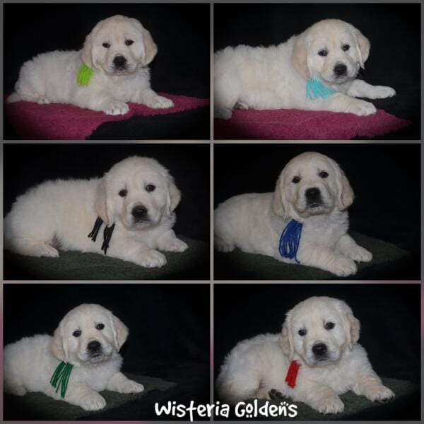Stormy Litter six week picture day collage 