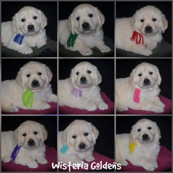 Summer litter born 12-19-2024 English Cream Golden Retriever Puppies Wisteria Goldens raised part of our family until part of yours