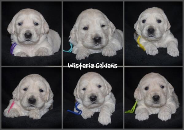gracie litter born march 5, 2025 #gracie030525 Gracie/Tahoe English Cream Golden Retriever puppies Three Week Pictures