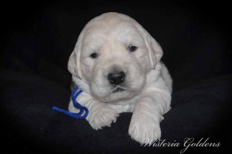 gracie litter born march 5, 2025 #gracie030525 Gracie/Tahoe English Cream Golden Retriever puppies Three Week Pictures