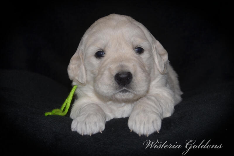 gracie litter born march 5, 2025 #gracie030525 Gracie/Tahoe English Cream Golden Retriever puppies Three Week Pictures