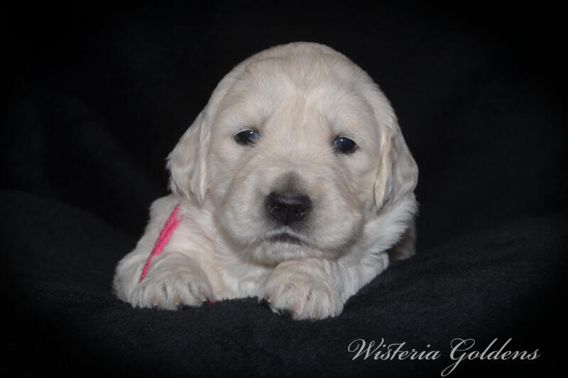 gracie litter born march 5, 2025 #gracie030525 Gracie/Tahoe English Cream Golden Retriever puppies Three Week Pictures