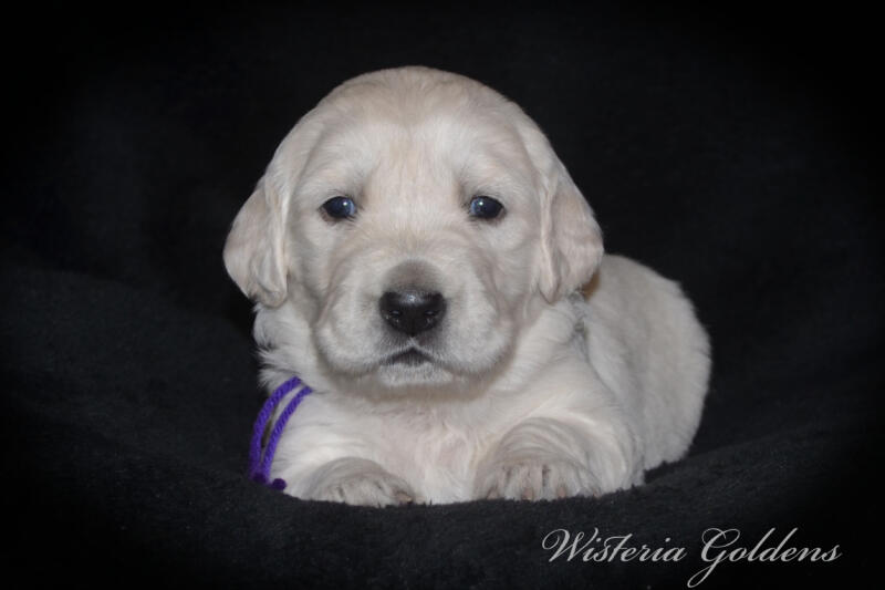 gracie litter born march 5, 2025 #gracie030525 Gracie/Tahoe English Cream Golden Retriever puppies Three Week Pictures