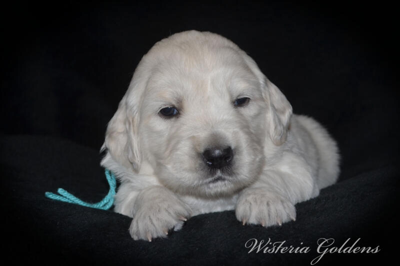 gracie litter born march 5, 2025 #gracie030525 Gracie/Tahoe English Cream Golden Retriever puppies Three Week Pictures