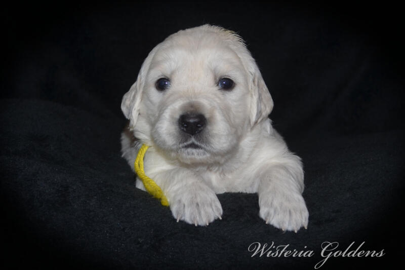 gracie litter born march 5, 2025 #gracie030525 Gracie/Tahoe English Cream Golden Retriever puppies Three Week Pictures