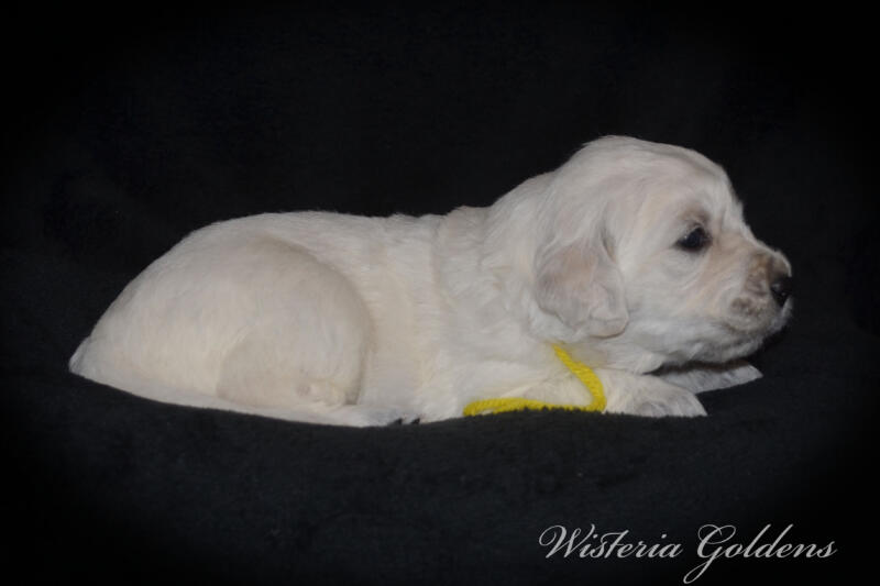 yellow girl