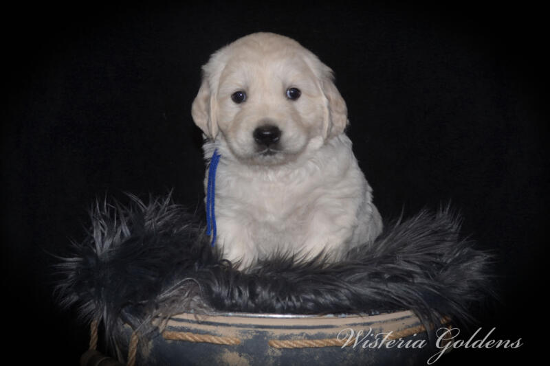 Gracie & Tahoe 5 Week Pictures. Puppy Pictures. English Cream Golden Retriever Puppies Wisteria Goldens raised part of our family until part of yours. They are using the doggie door, & exploring outside. They love toys, snuggles, eating kibble as mama starts the weaning process. #gracie030525