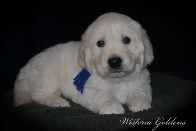 Gracie Litter English Cream Golden Retriever puppies Wisteria Goldens Raised part of our family until part of yours. #gracie030525