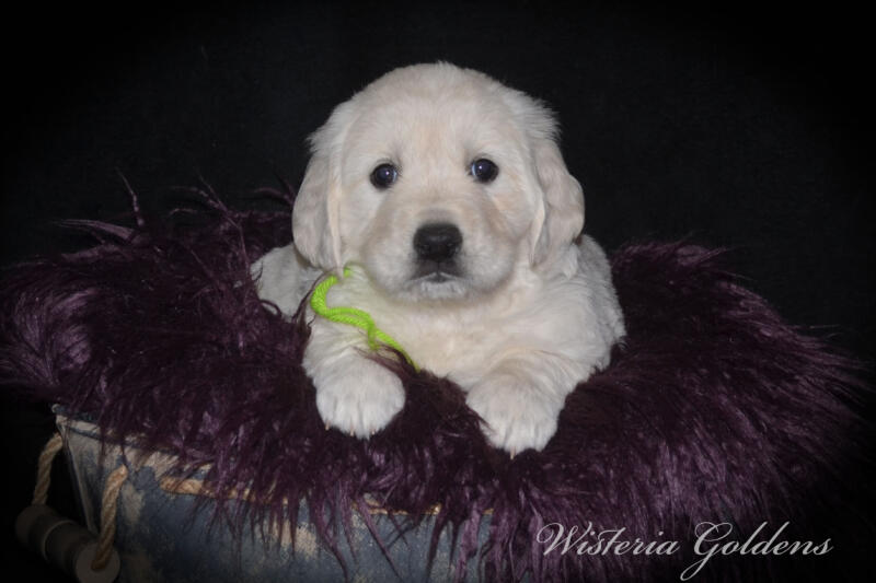 Gracie & Tahoe 5 Week Pictures. Puppy Pictures. English Cream Golden Retriever Puppies Wisteria Goldens raised part of our family until part of yours. They are using the doggie door, & exploring outside. They love toys, snuggles, eating kibble as mama starts the weaning process. #gracie030525
