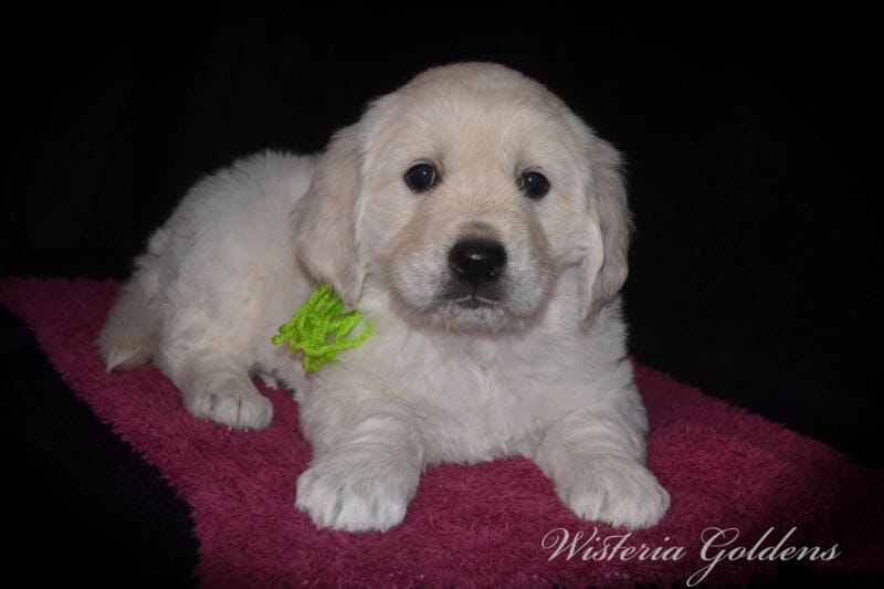 Gracie Litter English Cream Golden Retriever puppies Wisteria Goldens Raised part of our family until part of yours. #gracie030525