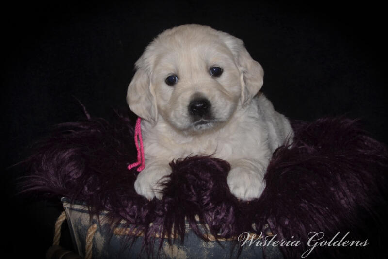Gracie & Tahoe 5 Week Pictures. Puppy Pictures. English Cream Golden Retriever Puppies Wisteria Goldens raised part of our family until part of yours. They are using the doggie door, & exploring outside. They love toys, snuggles, eating kibble as mama starts the weaning process. #gracie030525