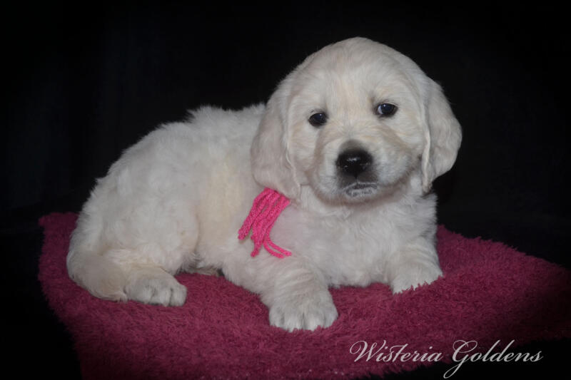 Gracie Litter English Cream Golden Retriever puppies Wisteria Goldens Raised part of our family until part of yours. #gracie030525