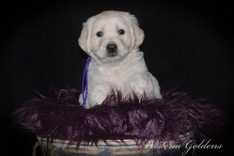 Gracie & Tahoe 5 Week Pictures. Puppy Pictures. English Cream Golden Retriever Puppies Wisteria Goldens raised part of our family until part of yours. They are using the doggie door, & exploring outside. They love toys, snuggles, eating kibble as mama starts the weaning process. #gracie030525