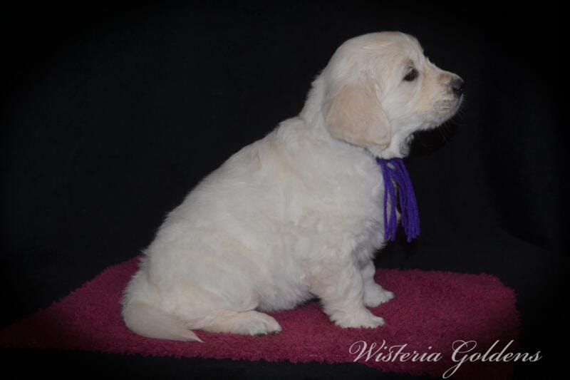 six weeks