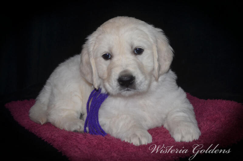 Gracie Litter English Cream Golden Retriever puppies Wisteria Goldens Raised part of our family until part of yours. #gracie030525