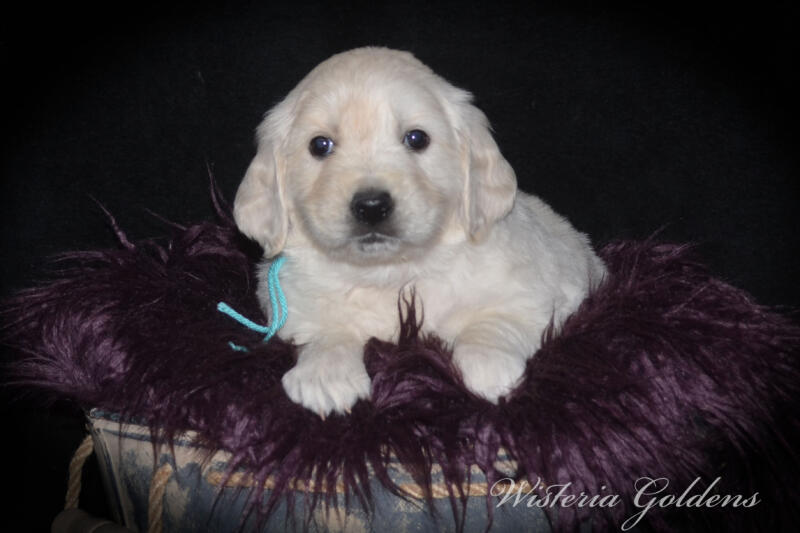 Gracie & Tahoe 5 Week Pictures. Puppy Pictures. English Cream Golden Retriever Puppies Wisteria Goldens raised part of our family until part of yours. They are using the doggie door, & exploring outside. They love toys, snuggles, eating kibble as mama starts the weaning process. #gracie030525