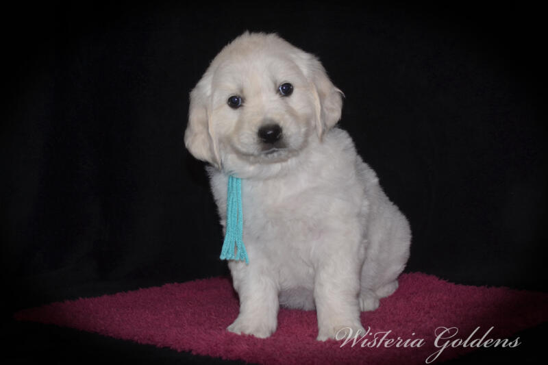 teal girl