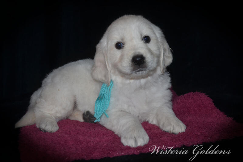 Gracie Litter English Cream Golden Retriever puppies Wisteria Goldens Raised part of our family until part of yours. #gracie030525