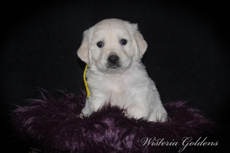 Gracie & Tahoe 5 Week Pictures. Puppy Pictures. English Cream Golden Retriever Puppies Wisteria Goldens raised part of our family until part of yours. They are using the doggie door, & exploring outside. They love toys, snuggles, eating kibble as mama starts the weaning process. #gracie030525