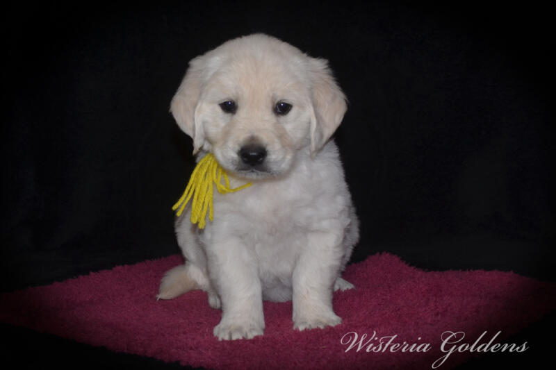 yellow girl