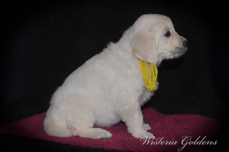 six weeks