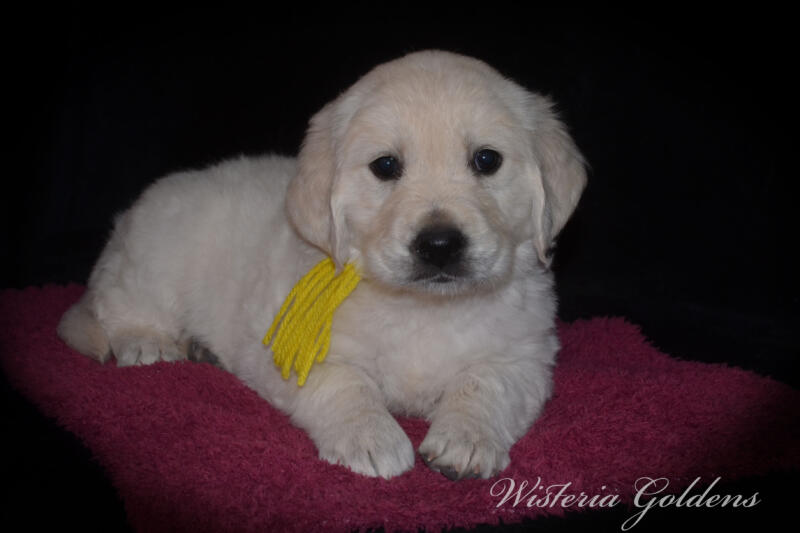 Gracie Litter English Cream Golden Retriever puppies Wisteria Goldens Raised part of our family until part of yours. #gracie030525