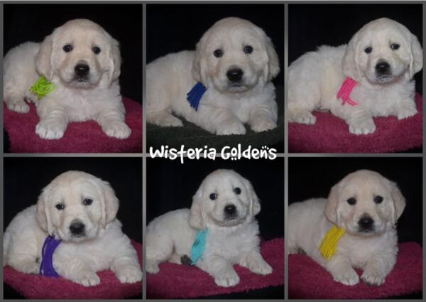 Gracie Litter English Cream Golden Retriever puppies Wisteria Goldens Raised part of our family until part of yours. #gracie030525