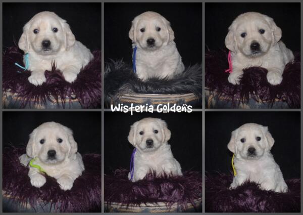Gracie & Tahoe 5 Week Pictures. Puppy Pictures. English Cream Golden Retriever Puppies Wisteria Goldens raised part of our family until part of yours. They are using the doggie door, & exploring outside. They love toys, snuggles, eating kibble as mama starts the weaning process. #gracie030525