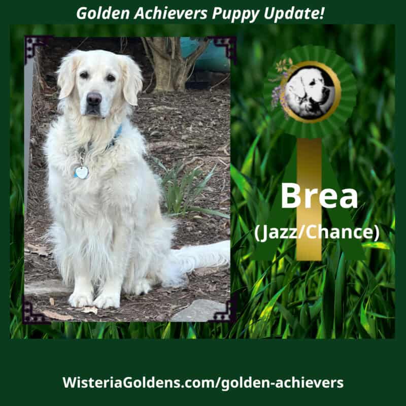 brea (Jazz/Chance) Golden Achiever family update.