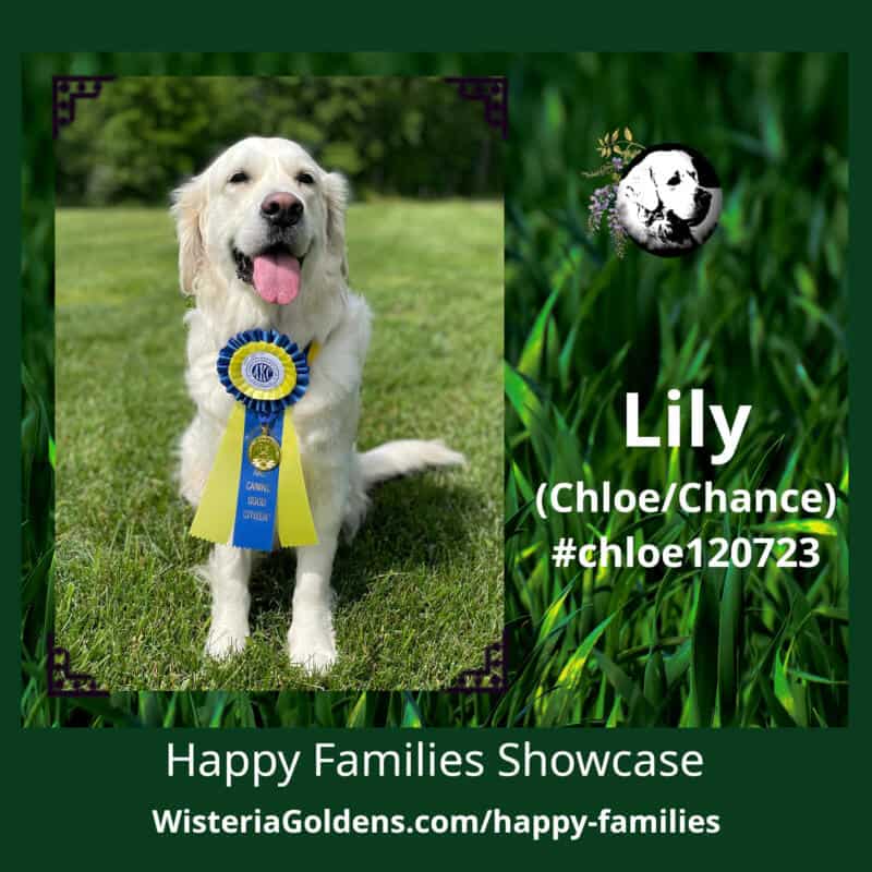 Lily earned her AKC Canine Good Citizen and is also now a certified therapy dog through Alliance of Therapy Dogs. Chloe & Chance – Litter Born 12/07 Happy Families Puppy Update Golden Achievers