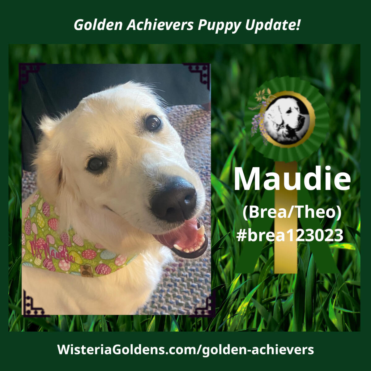 Maudie (Brea/Theo) #brea123023 Wisteria Goldens English Cream Golden Retriever Golden Achiever! Wisteria Goldens raised part of our family until part of yours Happy Families Puppy Update Achievement Update Maudie (Brea/Theo) AKC CGC and her AKC Advanced CGC