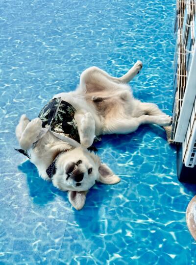 dodger faith tahoe #faith010425 Happy Families Puppy update pictures 