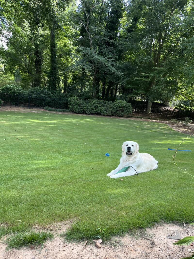 happy families hank (brea/theo) #brea123023 previous puppies happy families puppy update