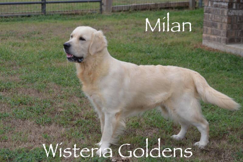 Milan (Trinity / Tahoe) English Cream Golden Retriever born and raised Wisteria Goldens