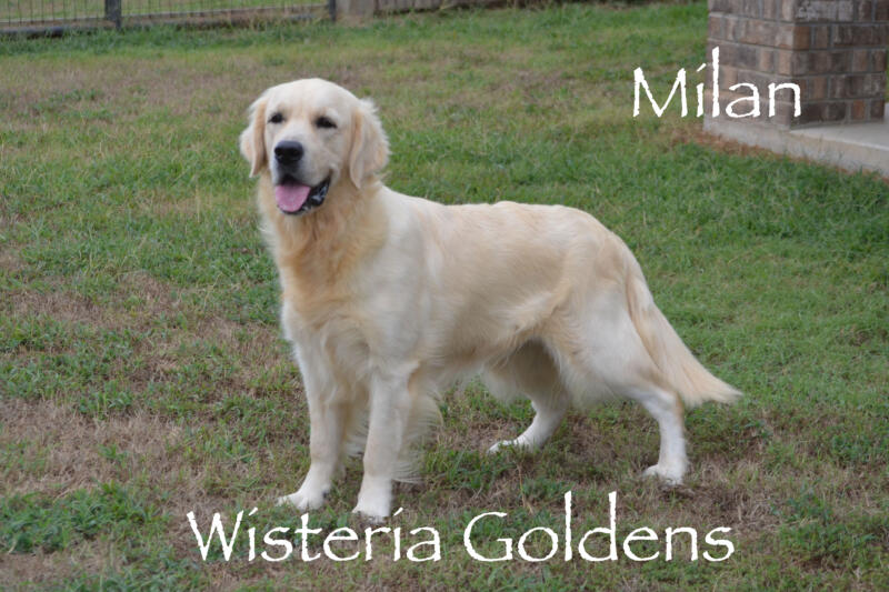 Milan (Trinity / Tahoe) English Cream Golden Retriever born and raised Wisteria Goldens