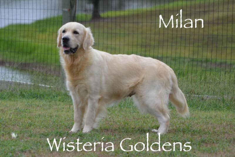 Milan (Trinity / Tahoe) English Cream Golden Retriever born and raised Wisteria Goldens